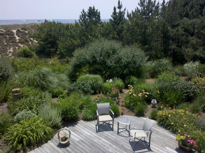 backyard patio landscape with plants oasis